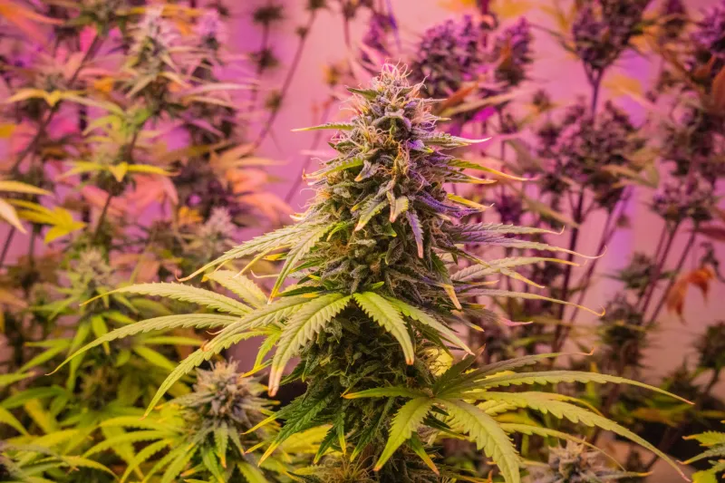 No Sun, No Problem: The Basement Growers Feeding Themselves Off the Grid