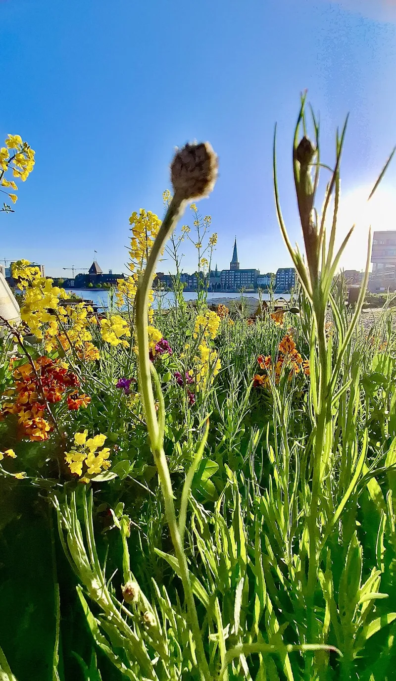 Weeds in the Wasteland: How Solarpunk Kids Are Turning Forgotten Cities Into Living Blueprints